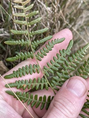 Pteridium aquilinum decompositum