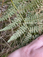 Pteridium aquilinum decompositum