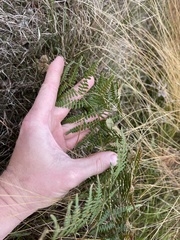 Pteridium aquilinum decompositum