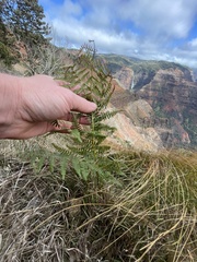 Pteridium aquilinum decompositum