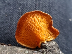 Neofavolus