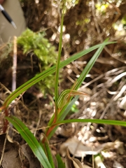 Pterostylis irsoniana