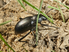 Eleodes gracilis