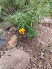 Sidneya tenuifolia