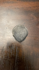 Argopecten irradians