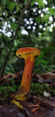 Erythrophylloporus