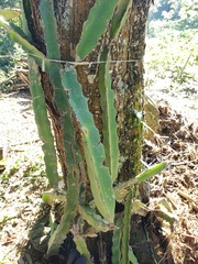 Selenicereus undatus