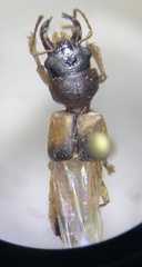 Bledius