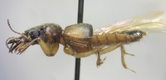Bledius