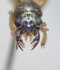 Bledius