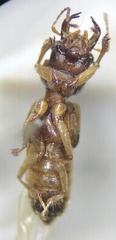 Bledius