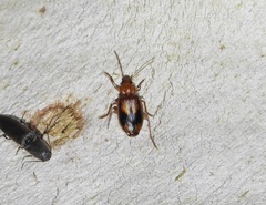 Stenolophini