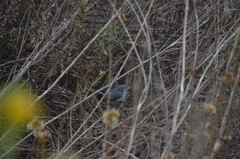 Polioptila californica
