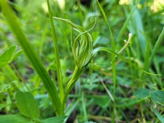 Pterostylis irwinii