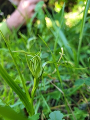 Pterostylis irwinii