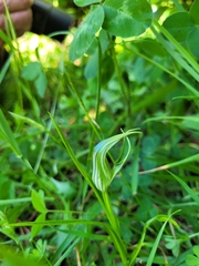 Pterostylis irwinii
