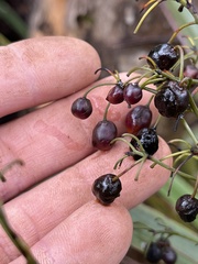 Dianella sandwicensis