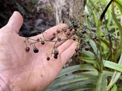 Dianella sandwicensis