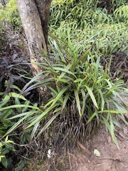 Dianella sandwicensis