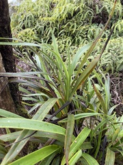 Dianella sandwicensis