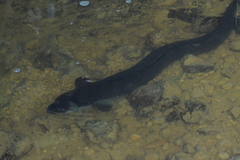 Anguilla dieffenbachii