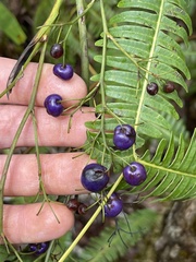 Dianella sandwicensis