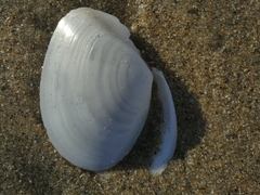 Rexithaerus secta