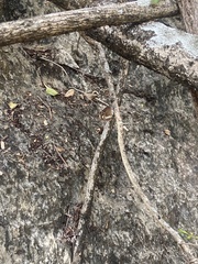 Euploea core corinna