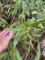 Dianella sandwicensis