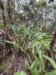Dianella sandwicensis