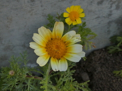 Glebionis coronaria