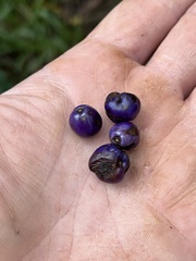 Dianella sandwicensis