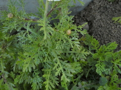 Glebionis coronaria
