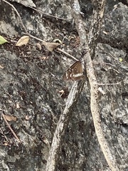 Euploea core corinna