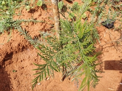 Grevillea robusta