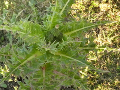 Sonchus asper