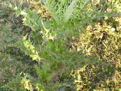 Sonchus asper