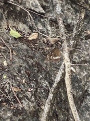 Euploea core corinna