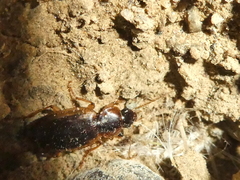 Tanystoma maculicolle