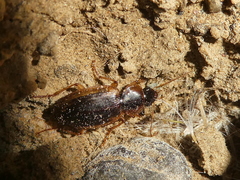 Tanystoma maculicolle