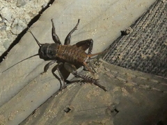 Gryllus lineaticeps