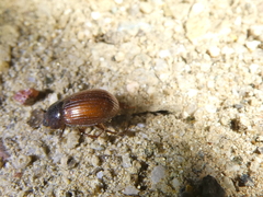 Aegialiinae