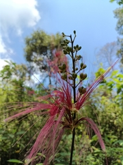 Calliandra houstoniana anomala
