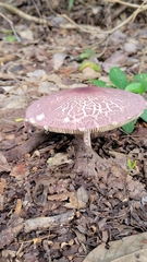 Lepiota decorata