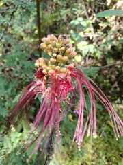 Calliandra houstoniana anomala