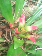 Nidularium innocentii