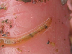 Oligochaeta