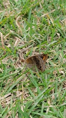 Junonia neildi varia
