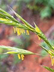 Bromus carinatus