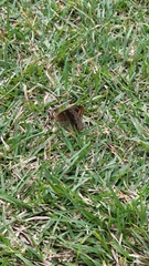Junonia neildi varia